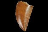 Serrated, Raptor Tooth - Real Dinosaur Tooth #134539-1
